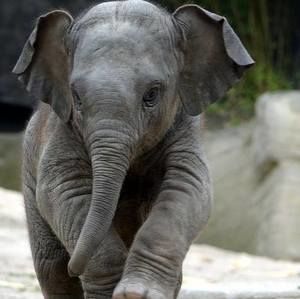 Meet your Posher, Joy